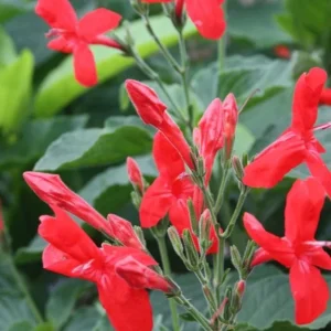 Set of 6 Brazilian Red Ruellia Live Plants – 3-6