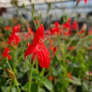 Set of 6 Brazilian Red Ruellia Live Plants – 3-6