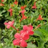 Set of 6 Brazilian Red Ruellia Live Plants – 3-6" Tall Starter Perennials - Image 1