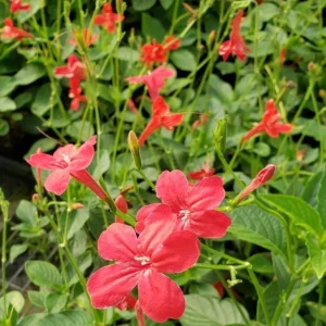 Set of 6 Brazilian Red Ruellia Live Plants – 3-6