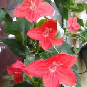 Set of 6 Brazilian Red Ruellia Live Plants – 3-6