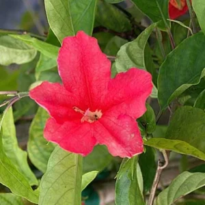 Set of 6 Brazilian Red Ruellia Live Plants – 3-6