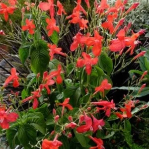 Set of 6 Brazilian Red Ruellia Live Plants – 3-6