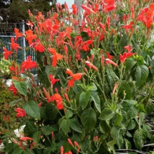 Set of 6 Brazilian Red Ruellia Live Plants – 3-6