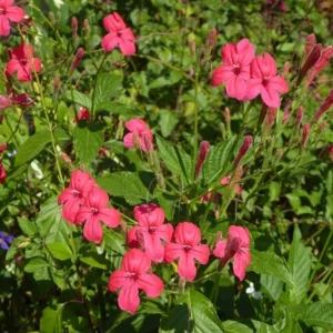Set of 6 Brazilian Red Ruellia Live Plants – 3-6