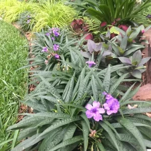 Set of 6 Katie's Dwarf Blue Ruellia Live Plants – 3-6
