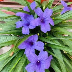 Set of 6 Katie's Dwarf Blue Ruellia Live Plants – 3-6