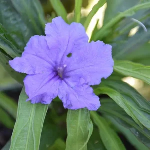 Set of 6 Katie's Dwarf Blue Ruellia Live Plants – 3-6
