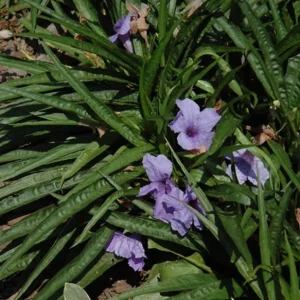 Set of 6 Katie's Dwarf Blue Ruellia Live Plants – 3-6