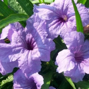Set of 6 Katie's Dwarf Blue Ruellia Live Plants – 3-6