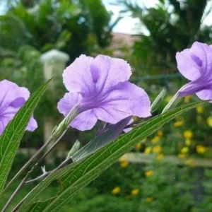 Set of 6 Katie's Dwarf Blue Ruellia Live Plants – 3-6