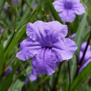 Set of 6 Katie's Dwarf Blue Ruellia Live Plants – 3-6