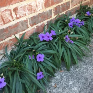 Set of 6 Katie's Dwarf Blue Ruellia Live Plants – 3-6