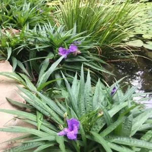 Set of 6 Katie's Dwarf Blue Ruellia Live Plants – 3-6