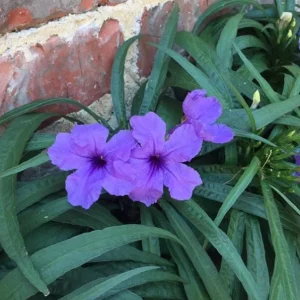 Set of 6 Katie's Dwarf Blue Ruellia Live Plants – 3-6
