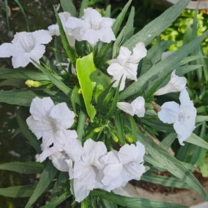 Set of 6 White Ruellia Live Plants – 3-6
