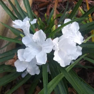 Set of 6 White Ruellia Live Plants – 3-6