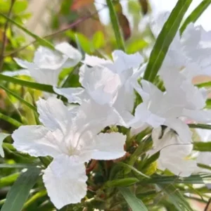 Set of 6 White Ruellia Live Plants – 3-6
