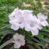 Set of 6 White Ruellia Live Plants – 3-6" Tall – Rooted Starter Perennial - Image 1