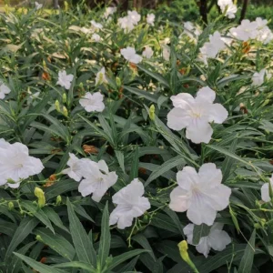 Set of 6 White Ruellia Live Plants – 3-6