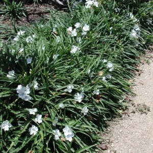 Set of 6 White Ruellia Live Plants – 3-6