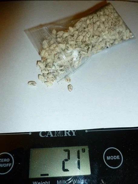 Shiitake Mushroom Spores Spawn Mycelium on Dry Seeds - Grow Your Own - Image 2