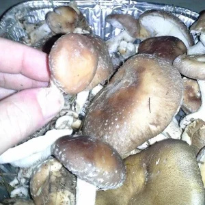 Shiitake Mushroom Spores Spawn Mycelium on Dry Seeds - Grow Your Own - Image 3