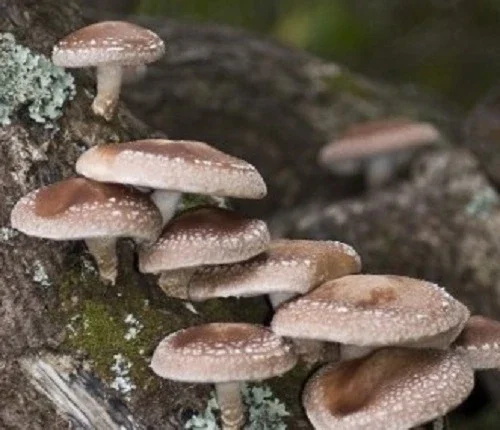 Shiitake Mushroom Spores Spawn Mycelium on Dry Seeds - Grow Your Own - Image 4
