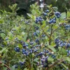Springhigh Blueberry Live Plant - Southern Highbush - 4-6" Tall Starter - Outdoor - Image 1