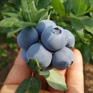 Springhigh Blueberry Live Plant - Southern Highbush - 4-6