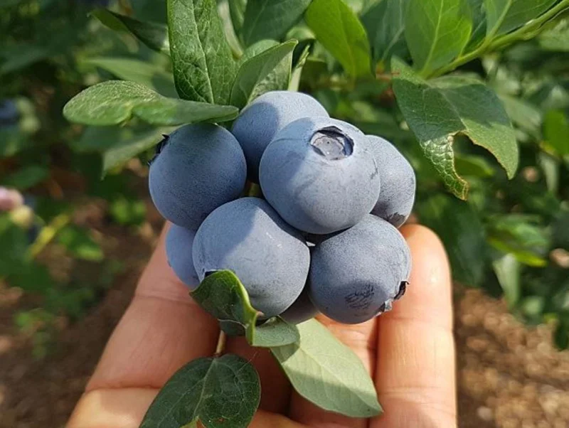 Springhigh Blueberry Live Plant - Southern Highbush - 4-6" Tall Starter - Outdoor - Image 5