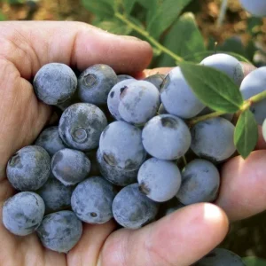Springhigh Blueberry Live Plant - Southern Highbush - 4-6