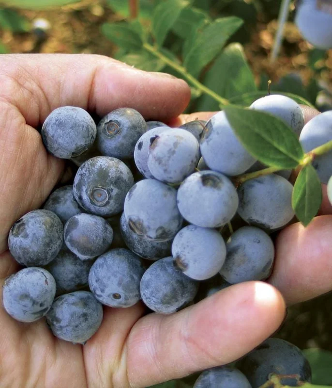 Springhigh Blueberry Live Plant - Southern Highbush - 4-6" Tall Starter - Outdoor - Image 6