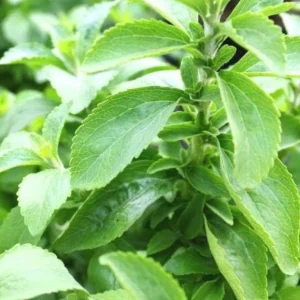 Stevia Live Plant Set of 2 – Sweet Leaf Starter Plants – 2-5 Inches Tall – Indoor/Outdoor - Image 3