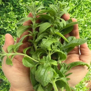 Stevia Live Plant Set of 2 – Sweet Leaf Starter Plants – 2-5 Inches Tall – Indoor/Outdoor - Image 5