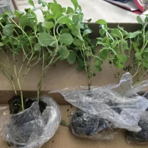 Stevia Live Plant Set of 2 – Sweet Leaf Starter Plants – 2-5 Inches Tall – Indoor/Outdoor - Image 6