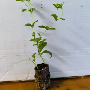 Stevia Live Plant Set of 2 – Sweet Leaf Starter Plants – 2-5 Inches Tall – Indoor/Outdoor - Image 7