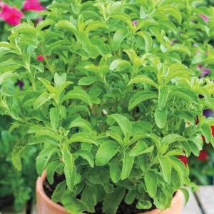 Stevia Live Plant Set of 2 – Sweet Leaf Starter Plants – 2-5 Inches Tall – Indoor/Outdoor - Image 1