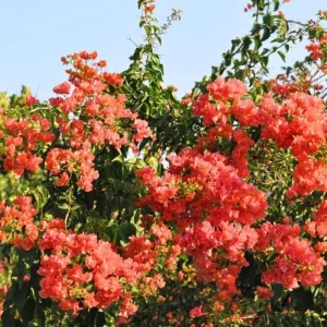 Sundown Orange Bougainvillea Live Plant - Set of 2, 4-6