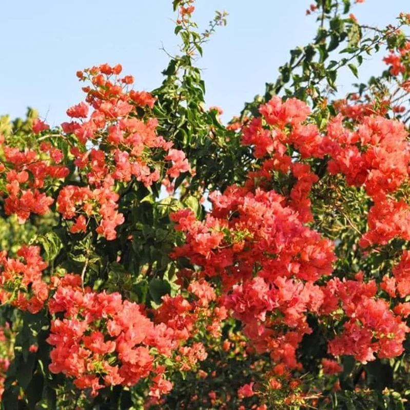 Sundown Orange Bougainvillea Live Plant - Set of 2, 4-6" Tall, Bare Root, Pollinator Friendly - Image 2