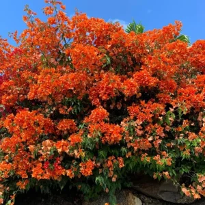 Sundown Orange Bougainvillea Live Plant - Set of 2, 4-6