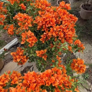 Sundown Orange Bougainvillea Live Plant - Set of 2, 4-6