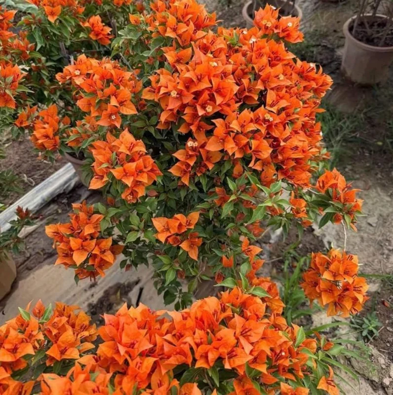Sundown Orange Bougainvillea Live Plant - Set of 2, 4-6" Tall, Bare Root, Pollinator Friendly - Image 4