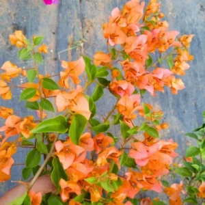 Sundown Orange Bougainvillea Live Plant - Set of 2, 4-6