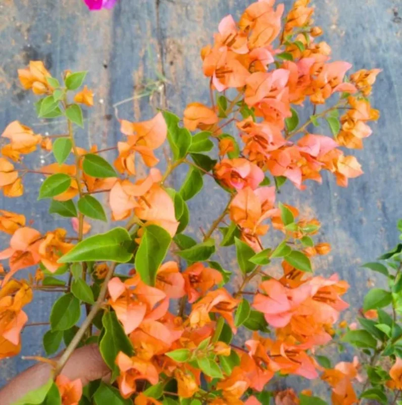 Sundown Orange Bougainvillea Live Plant - Set of 2, 4-6" Tall, Bare Root, Pollinator Friendly - Image 5