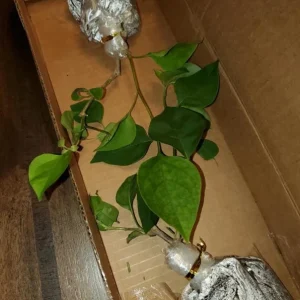 Sundown Orange Bougainvillea Live Plant - Set of 2, 4-6