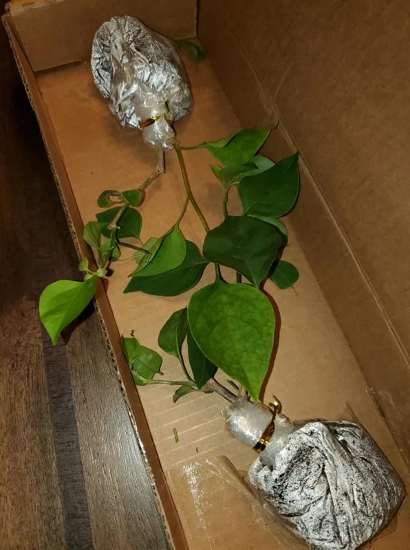 Sundown Orange Bougainvillea Live Plant - Set of 2, 4-6" Tall, Bare Root, Pollinator Friendly - Image 6