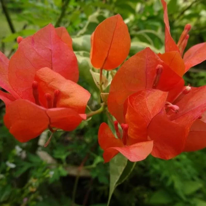 Sundown Orange Bougainvillea Live Plant - Set of 2, 4-6" Tall, Bare Root, Pollinator Friendly - Image 7