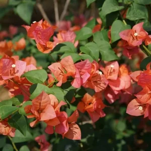 Sundown Orange Bougainvillea Live Plant - Set of 2, 4-6