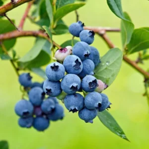 Sunshine Blue Blueberry Live Plant - Southern Highbush - Starter Bush 4-6
